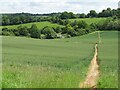 Path through the cereal field