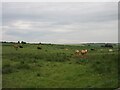 Cattle by the Formartine & Buchan Way