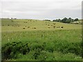 Cattle at Drumwhindle