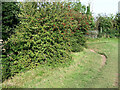 Canalside footpath north-west of Wollaston, Dudley