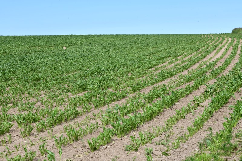 Happisburgh: Sugar beet crop © Michael Garlick :: Geograph Britain and ...