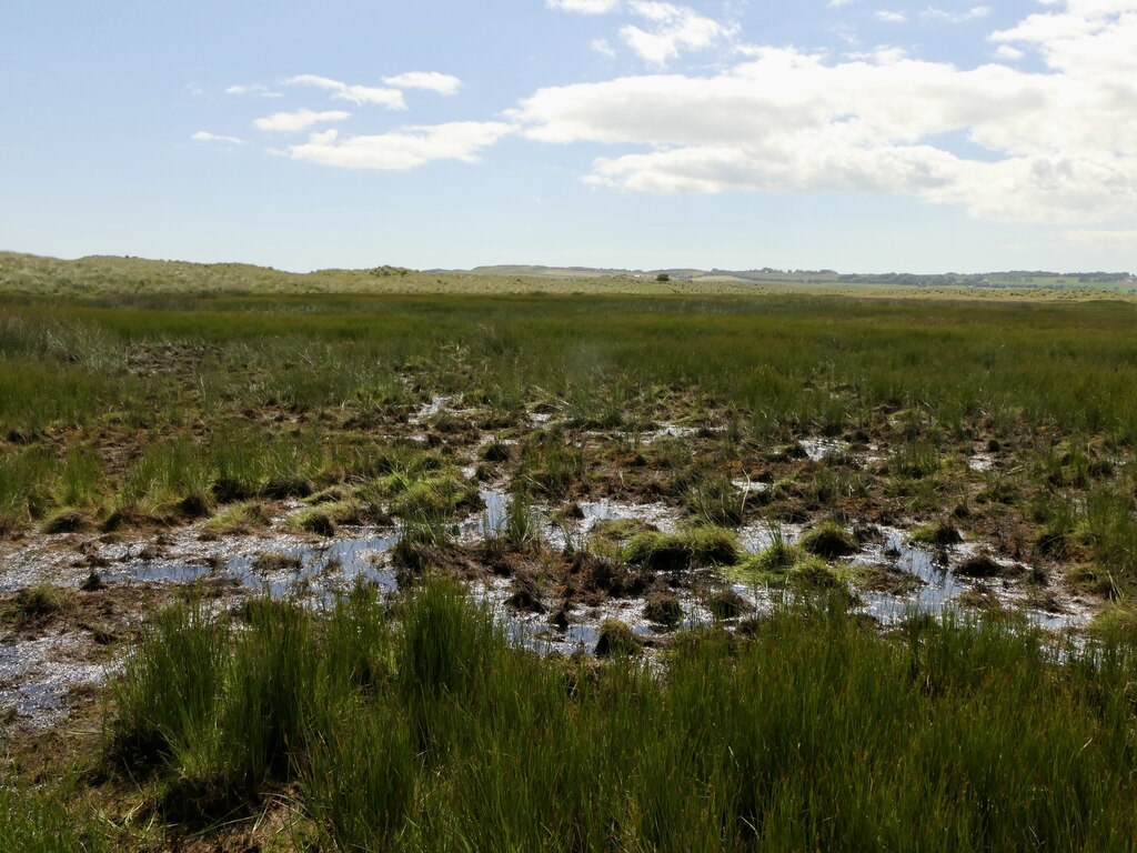 Long Bog © Richard Webb :: Geograph Britain and Ireland