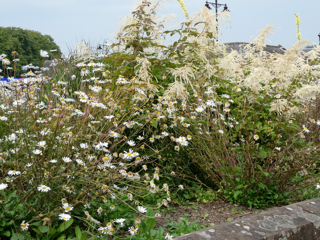 Flower Bed at Kirkcudbright © Billy McCrorie :: Geograph Britain and ...