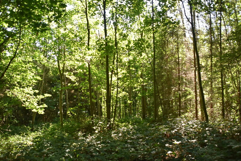 Badlesmere Park Wood © N Chadwick :: Geograph Britain and Ireland