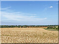 A barley field and distant poppies