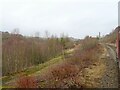 View from a charter train - former Cefn Coed sidings returning to nature