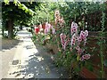 Hollyhocks along the Thames Path