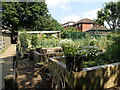 Vegetable growing at Surrey Dock Farm