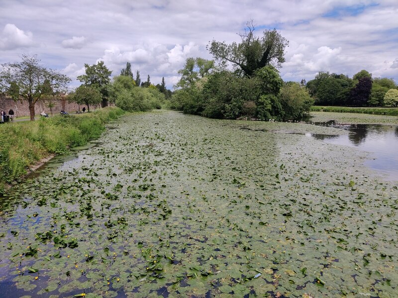 Water lilies on the River Soar at Abbey... © Mat Fascione :: Geograph ...