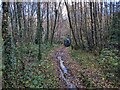 A steep and wet trail in Coed Drefgerrig