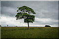 Tree In Field