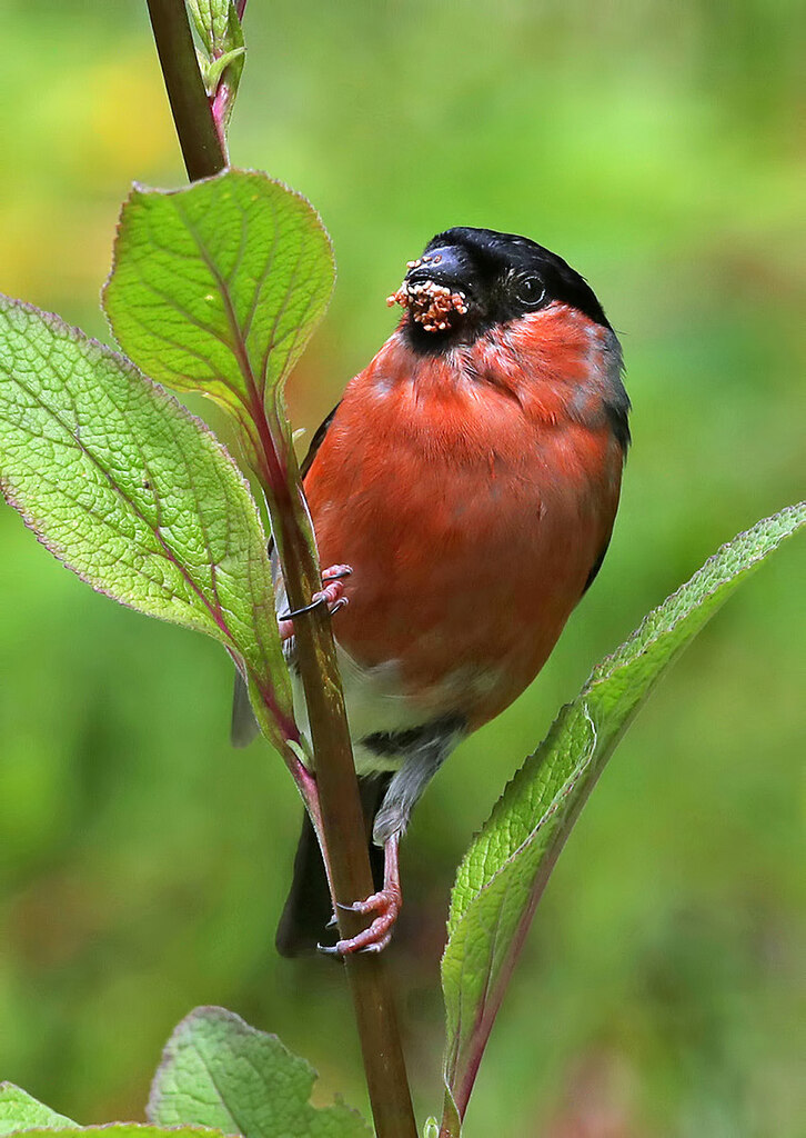 A male bullfinch © Walter Baxter :: Geograph Britain and Ireland