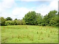 Grazing near the River Roden