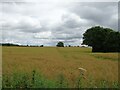 Crop field, Stanton upon Hine Heath