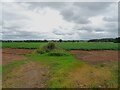 Fields off the A53, Hopton