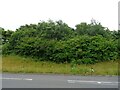 Woodland beside the A53