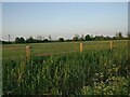 Grassland and new fencing