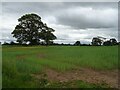 Crop field near Heath Farm