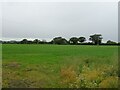 Grazing off Sheppenhall Lane