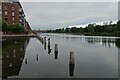 Cormorants in Bute East Dock