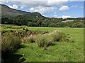 Grass and rushes near Llyndy Uchaf