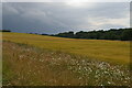 View up valley west of the River Linnet, Ickworth Park