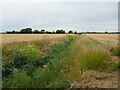 Drain, Bennington Fen