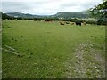 Cattle pasture south of Builth