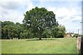 A Tree in Cranborne