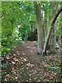 Footpath through the woods