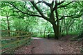 Path descending from Caerphilly Road