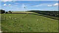 Grass, sheep and a wind turbine