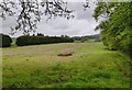 Grassland along Habberley Road