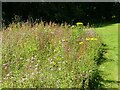 Wildflower area in the Palace Garden