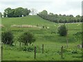 Sheep grazing east of Felt House Farm