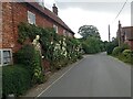 Cottages and hollyhocks, Walberswick