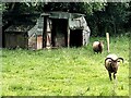 Two long-horned sheep