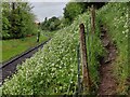 Path next to the Severn Valley Railway