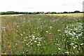 Wild flowers on the field edge