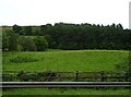 Grazing and woodland, The Hafod