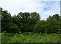 Woodland beside the River Severn