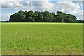 Looking across the meadow towards the Walnut Clump