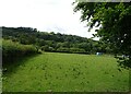 Grazing, Llandinam