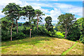 Scots Pines and the corner of a field