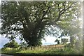 Large tree by Norwich Road, Toprow