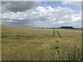 Barley, Roxburgh