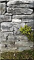 Benchmark and maidenhair spleenwort on Applethwaite Country House