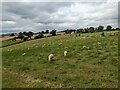 Sheep at Llangattock-Vibon-Avel