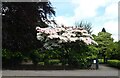 Flowering shrub, Birch Gardens, Leek