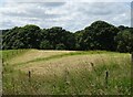 Cut silage field towards Hunthouse Wood